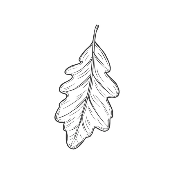 Acorn Tree Leaf Isolated Sketch Oak Autumn Leafage Vector Hand — Wektor stockowy