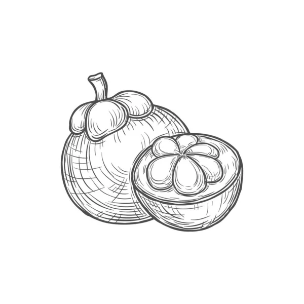 Exotic Santol Cotton Fruit Isolated Tropic Food Monochrome Sketch Icon — Wektor stockowy