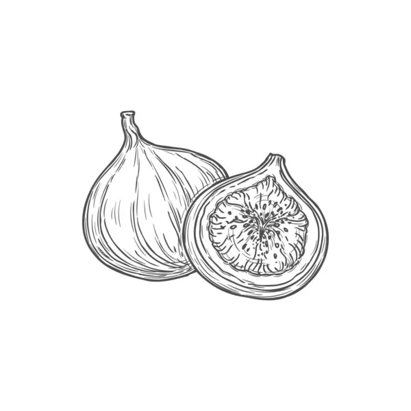 Figs Whole Cut Isolated Sketch Exotic Food Monochrome Icon Vector — Stock Vector