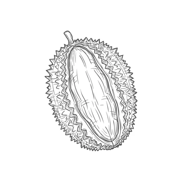 Tropical Durian Isolated Vector Cut Fruit Sketch Monochrome Icon Vector — ストックベクタ