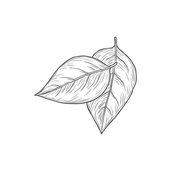 Dry Bay Sorrel Leaves Isolated Monochrome Icon Vector Salvia Sage — Wektor stockowy