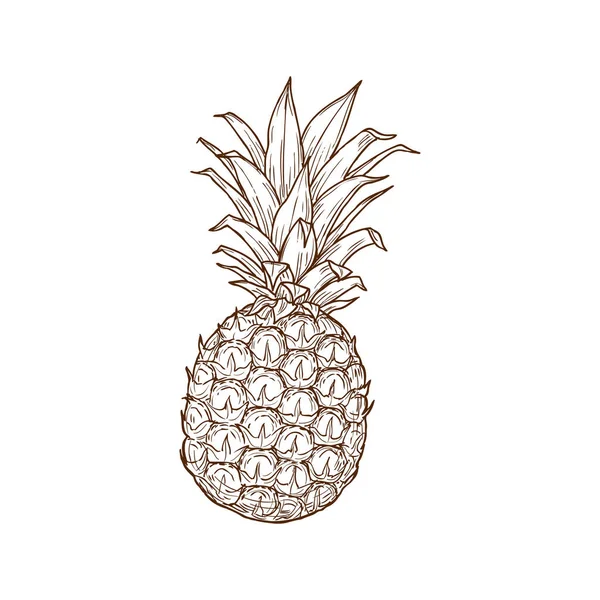 Pineapple Tropical Fruit Isolated Sketch Icon Vector Exotic Ananas Bunch — Vetor de Stock