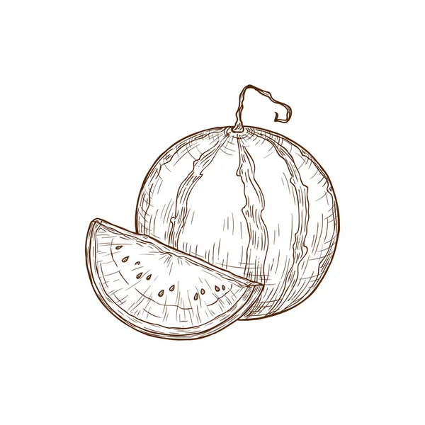 Watermelon Fruit Whole Cut Slice Isolated Sketch Vector Hand Drawn — 스톡 벡터