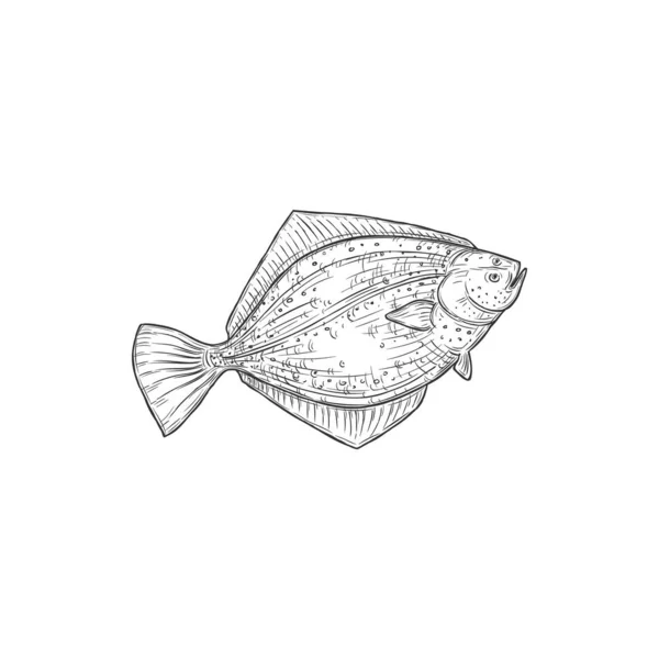 Gulf Flounder Isolated Ocean Fish European Halibut Monochrome Icon Vector — Stockvector