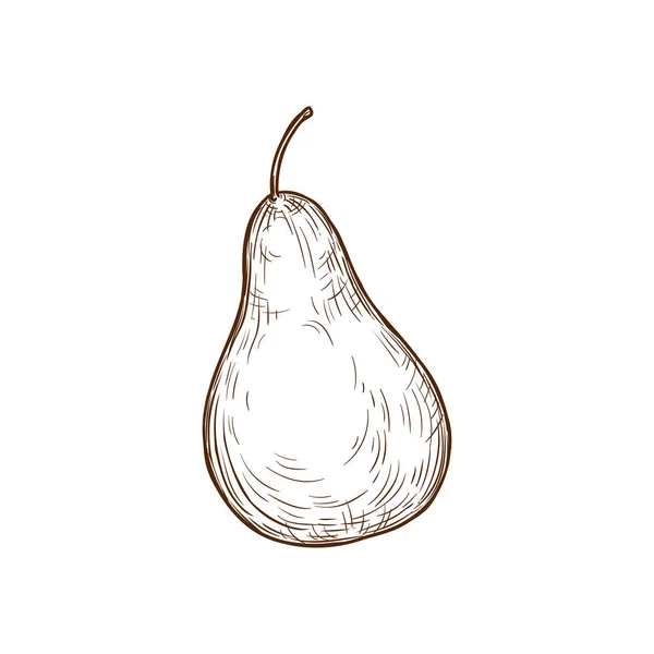Pear Fruit Isolated Hand Drawn Sketch Vector Tropical Guava Whole — Vetor de Stock
