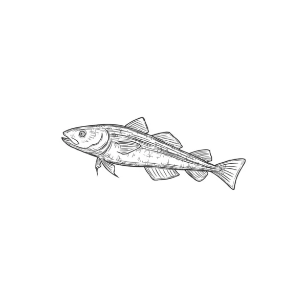 Sea Fish Navaga Isolated Monochrome Sketch Vector Eleginus Nawaga Cod — Vector de stock