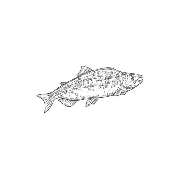 Pink Salmon Fish Species Isolated Chum Sockeye Isolated Vector Herring — Vector de stock