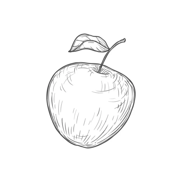 Apple Fruit Isolated Vector Sketch Icon Organic Natural Fruit Leaf — Stockvektor