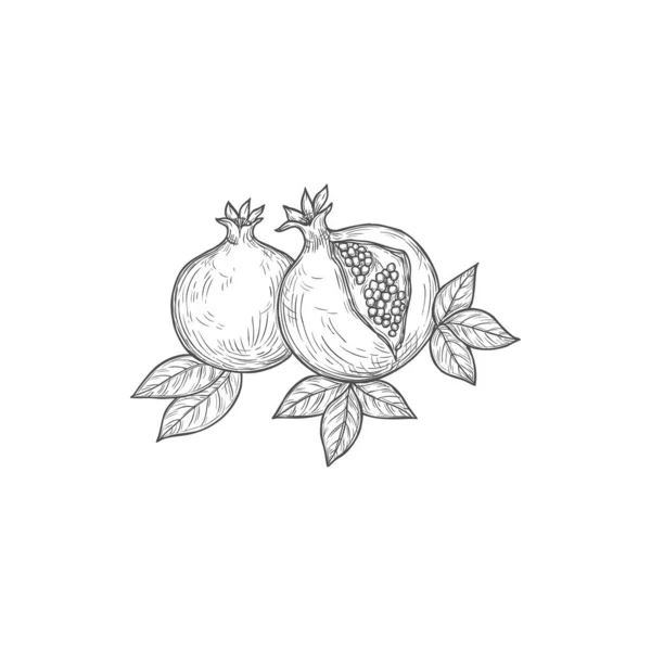 Pomegranate Sketch Vector Icon Isolated Monochrome Engraved Sign Fruit Engraving — 스톡 벡터