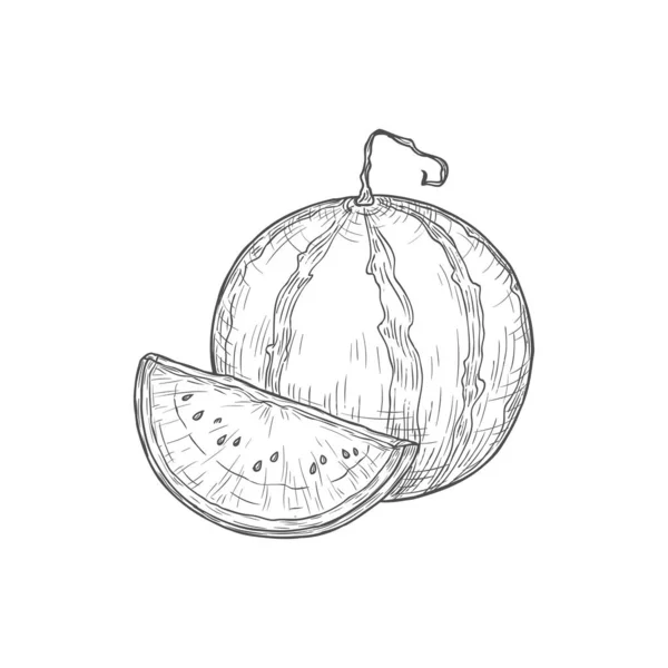 Watermelon Isolated Sketch Vector Icon Monochrome Engraved Drawing Ripe Striped — Wektor stockowy