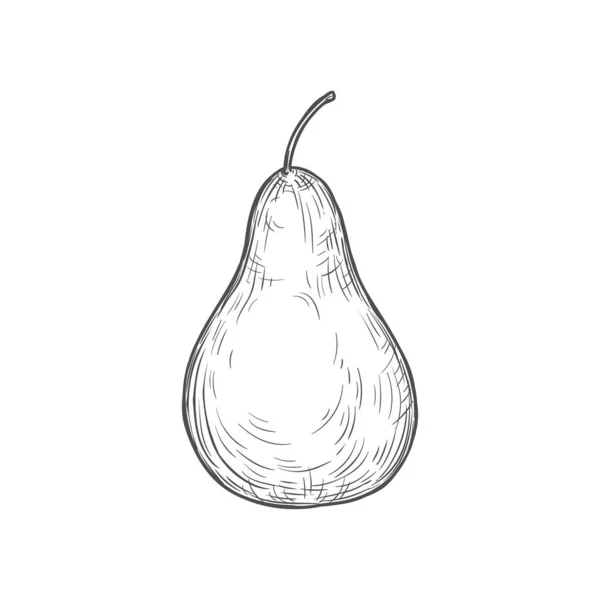 Pear Sketch Vector Icon Isolated Monochrome Engraved Sign Juicy Natural — Vettoriale Stock