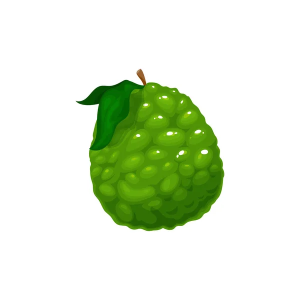 Bergamot Green Citrus Fruit Whole Berry Leaf Isolated Flat Cartoon — Stockvektor