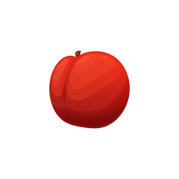 Apricot Peach Orange Plum Isolated Realistic Icon Vector Nectarine Peach — 图库矢量图片