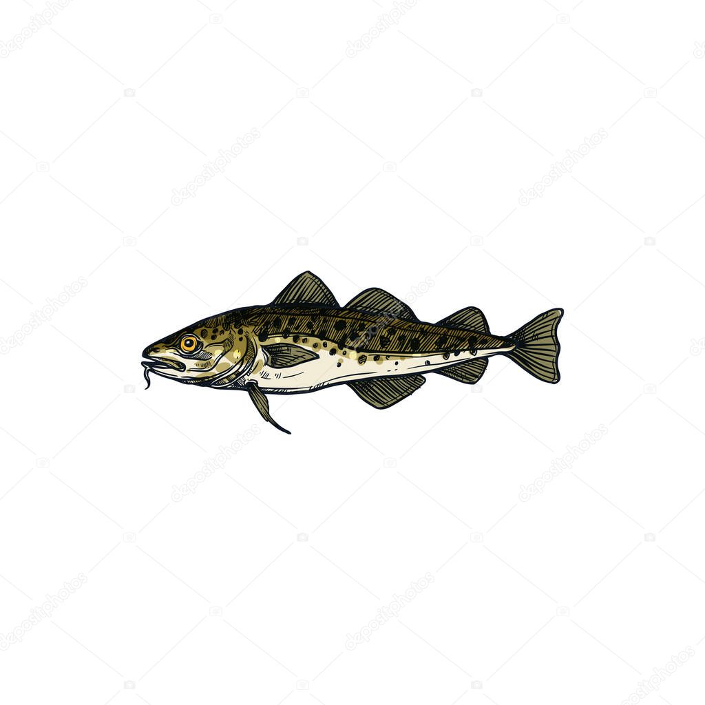 Scombridae fish isolated freshwater codfish sketch. Vector Walleye Zander saltwater fish, fishing sport mascot. European, Balkhash or yellow perch, river or lake animal, fishery sign, grey codfish
