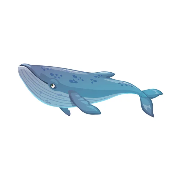 Blue whale underwater animal, isolated vector sea and ocean mammal creature. Marine fauna, undersea life, cetacean character
