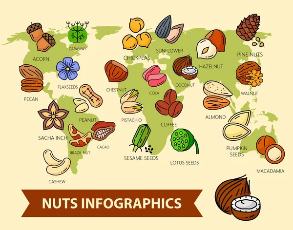 World map with nuts and seeds. Infographics of vector cashew, peanut, almond and walnut, pistachio, hazelnut and coconut. Chestnut, pecan, acorn and pine nuts, sesame and flax seed exporting countries — Stock Illustration World Map Nuts Seeds Infographics Vector Cashew Peanut Almond Walnut Royalty Free Stock Illustrations