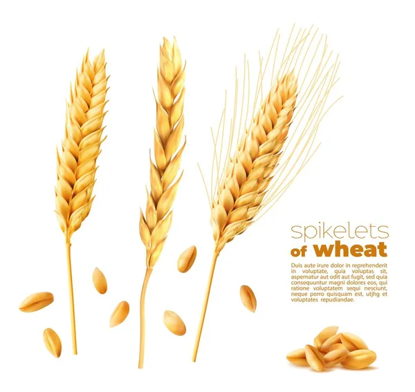 Cereal Ears Spikelets Wheat Oat Barley Spikes Grains Realistic Vector — Stock vektor