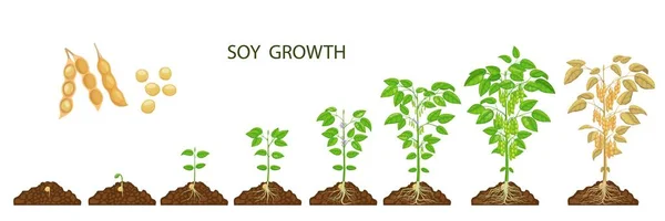 Soy Beans Growth Stages Vector Soybean Plants Sprout Seed Agriculture — Stockvektor