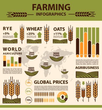 Grain growing, agriculture infographics on farm wheat, rye and oat, vector charts. Agriculture and farmer agriculture diagram and graphs on world grain, information and statistics on wheat and rye