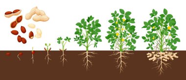 Peanut growth stages, vector groundnut growing process. Timeline from grain, seedling and big plant. Growing life cycle from of penut beans from seed to flowering and fruit-bearing ripe plant