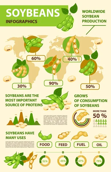 Soy and soybean infographics, beans production and consumption statistics graphs, vector. Soybean growing, cultivation data and information diagrams of soy beans in food, feed or oil fuel industry — Stock Illustration Soy Soybean Infographics Beans Production Consumption Statistics Graphs Vector Soybean Stock Vector