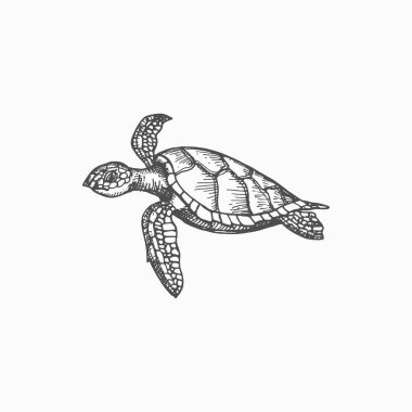 Turtle isolated Chelonia mydas endangered marine animal monochrome sketch icon. Vector sea tortoise with hard shell, amphibian mascot. Underwater character, aquatic reptile, wildlife aquatic creature