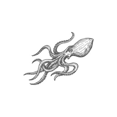 Devilfish sketch, vintage octopus marine creature isolated monochrome icon. Vector eight-limb mollusk with eight sucker-bearing arms, octopus with soft body. Giant aquatic organism, kraken sea monster