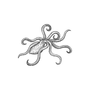 Marine animal Octopus pouple devilfish isolated monochrome sketch icon. Vector vintage mollusc underwater soft-bodied creature, fishing sport trophy, nautical mascot. Vintage cuttlefish organism