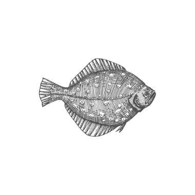 Flounder flatfish deep sea and ocean fish isolated monochrome sketch icon. Vector demersal fish, gulf or southern summer flounder, Paralichthys albigutta, european winter Halibut olive flounders