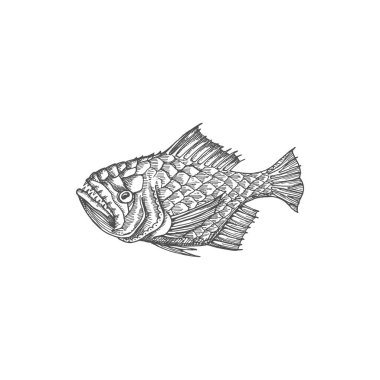 Piranha or pirahna dangerous bloodthirsty predatory fish isolated monochrome sketch icon. Vector tropical exotic aggressive fish mascot, scary furious bellied fish, deep sea ocean marine animal