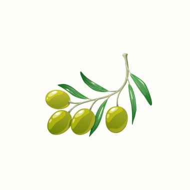 Greek oils on twig with leaves isolated cartoon brunch icon. Vector natural healthy veggies harvest crop emblem, oliva plant berry and leaf. Cosmetics and extra virgin oil food dressing ingredients