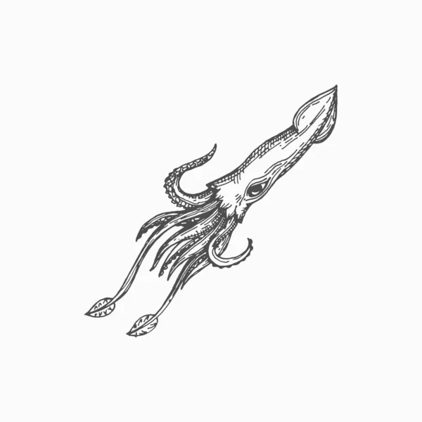 Atlantic squid animal isolated underwater mollusk hand drawn sketch icon. Vector hooked-squid, aquatic animal with elongated body and eight arms. Marine underwater character mascot, seafood product
