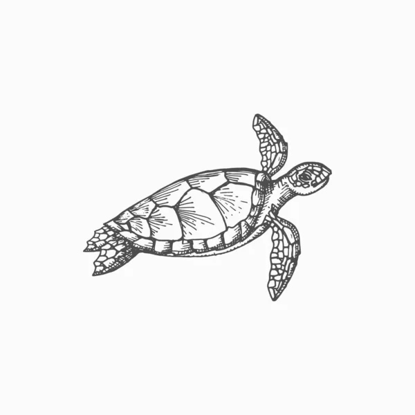 Loggerhead Sea Turtle Isolated Marine Animal Monochrome Sketch Icon Vector — Stockový vektor