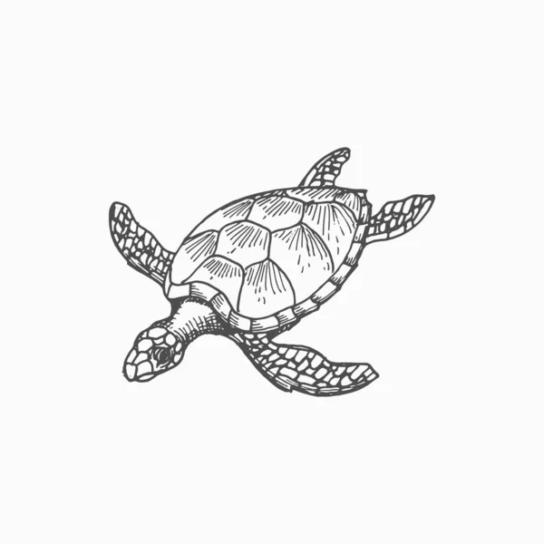 Loggerhead Sea Turtle Isolated Marine Animal Monochrome Sketch Icon Vector — Stockvector