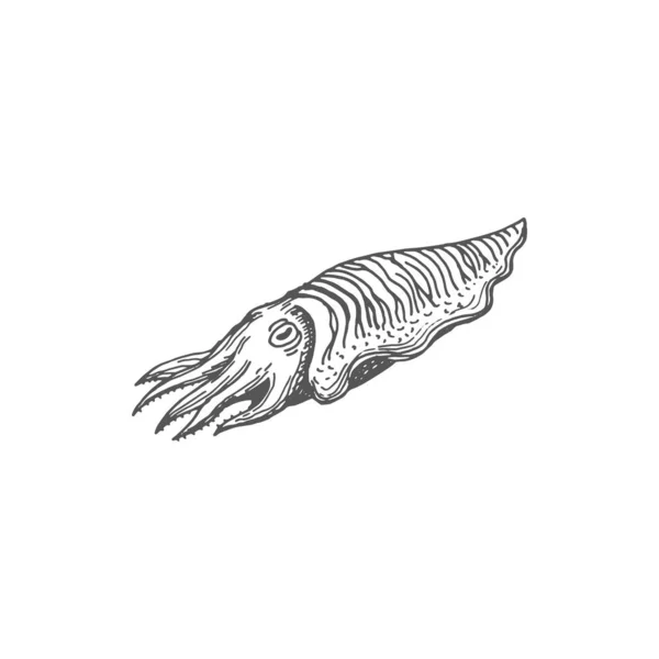 Cuttlefish Nautilus Mollusc Isolated Seafood Product Monochrome Icon Vector Marine — Image vectorielle