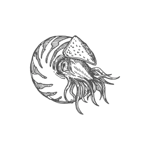Shellfish Nautilus Drawing Shark Eye Seashell Sea Snail Chambered Nautilus — Stok Vektör