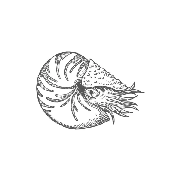Neverita Duplicata Gastropod Mollusc Isolated Nautilus Pompilius Monochrome Sketch Icon — Stok Vektör