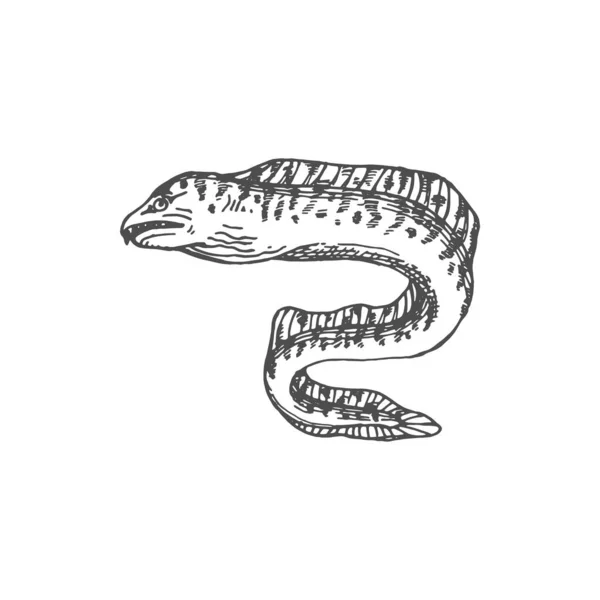 Fangtooth Tiger Moray Eel Shape Fish Isolated Monochrome Sketch Icon — Vetor de Stock