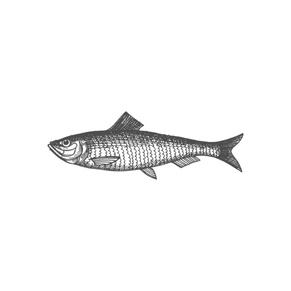 Salted Live Herring Fish Isolated Monochrome Sketch Icon Vector Atlantic — Vettoriale Stock