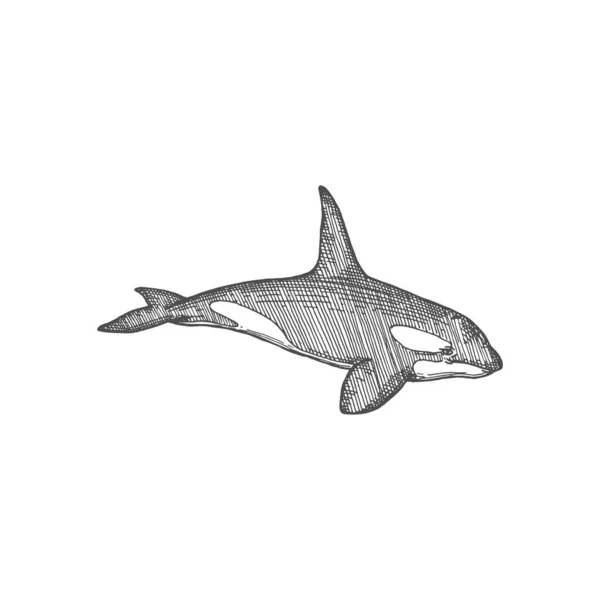 Black Shark Giant Marine Killer Whale Isolated Monochrome Sketch Icon — Image vectorielle