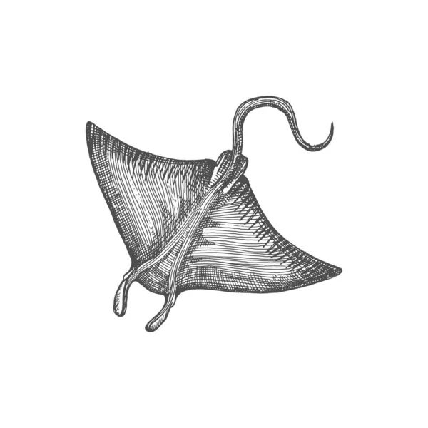 Eagle Ray Pelagic Stingray Isolated Devil Fish Isolated Sketch Icon — Stockvector