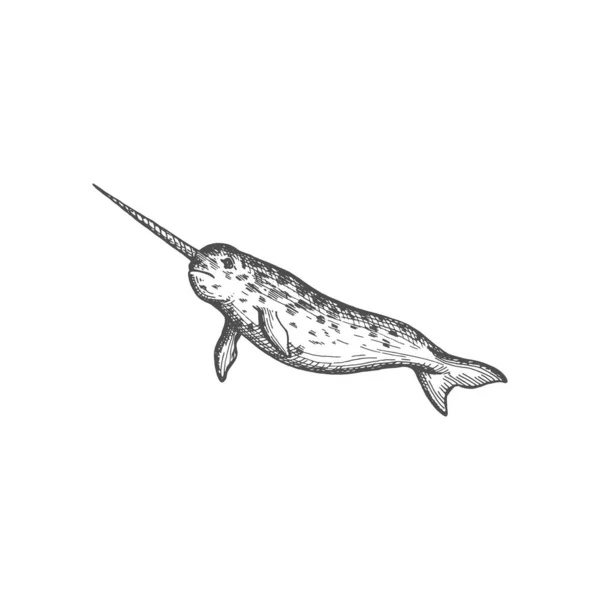 Narwhal Narwhale Underwater Marine Animal Big Fish Sharp Nose Vector — Image vectorielle