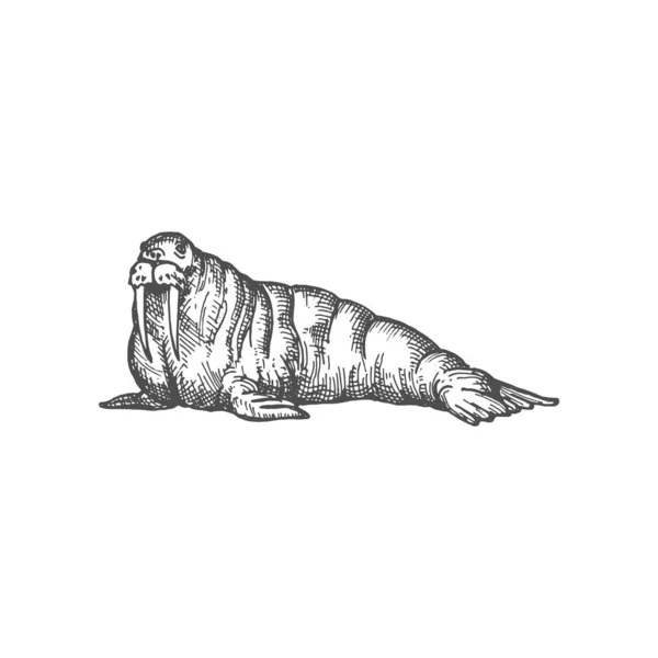 Walrus Large Flippered Marine Mammal Isolated Monochrome Sketch Icon Vector — Stockový vektor