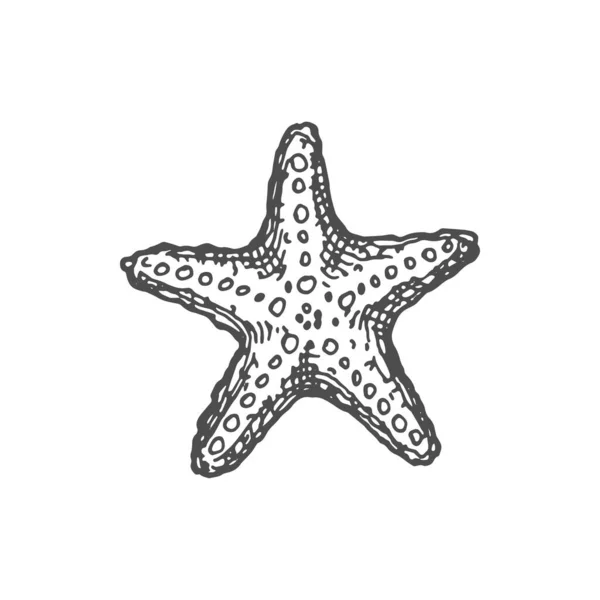 Sea Star Marine Creature Isolated Coral Reef Icon Vector Sea — Stock Vector