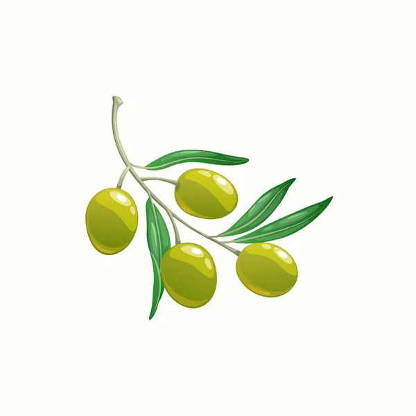 Branch Ripe Olive Oils Leaves Isolated Cartoon Realistic Icon Vector — Stockvector