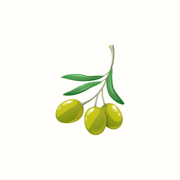 Olive Botanical Organic Ripe Fruits Branch Leaves Isolated Vector Ripe — Stock vektor