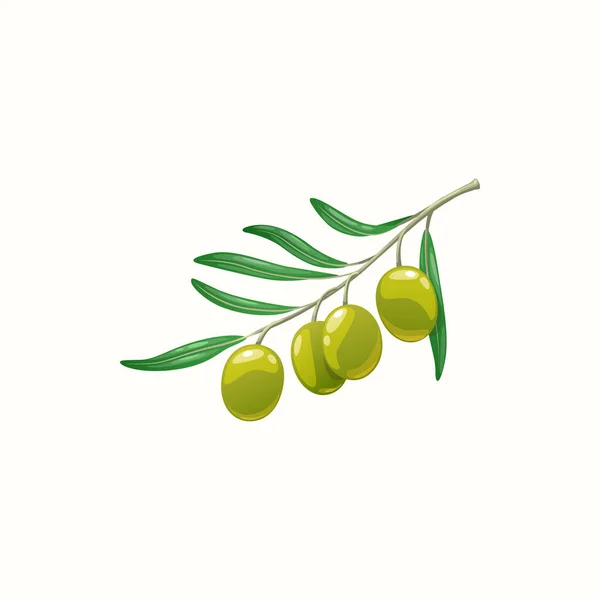 Green Olive Tree Branch Berries Leaves Isolated Realistic Icon Vector — Stockvector