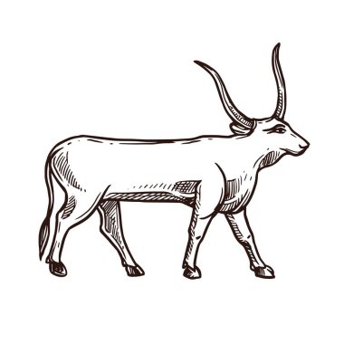 Apis bull sketch, Ancient Egypt deity and animal god, vector mythology icon. Ancient Egypt sacred deity animal Apis bull or ox, Egyptology and pharaoh deity in hand drawn sketch