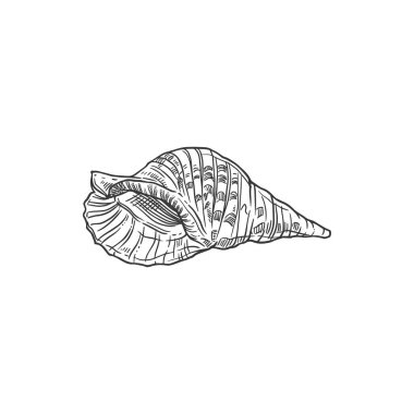 Sketch sea shell, vector conch, engraved marine clam or shellfish. Caribbean triton seashell underwater hand drawn mollusk isolated design element on white background