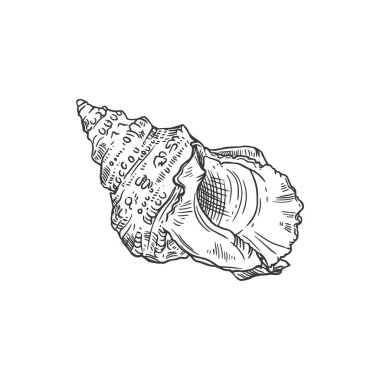 Sketch sea shell, vector ribbed cantharus conch, engraved marine clam or shellfish seashell, underwater hand drawn mollusk, cowrie shell design element isolated on white background